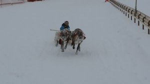 На оленьих гонках...
