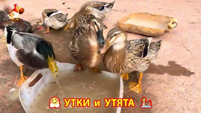 Утки с Утятами гармония во дворе 🦆🤗❣️(44)
