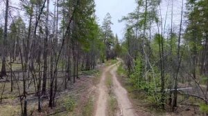 Dji neo . прогулка по лесу