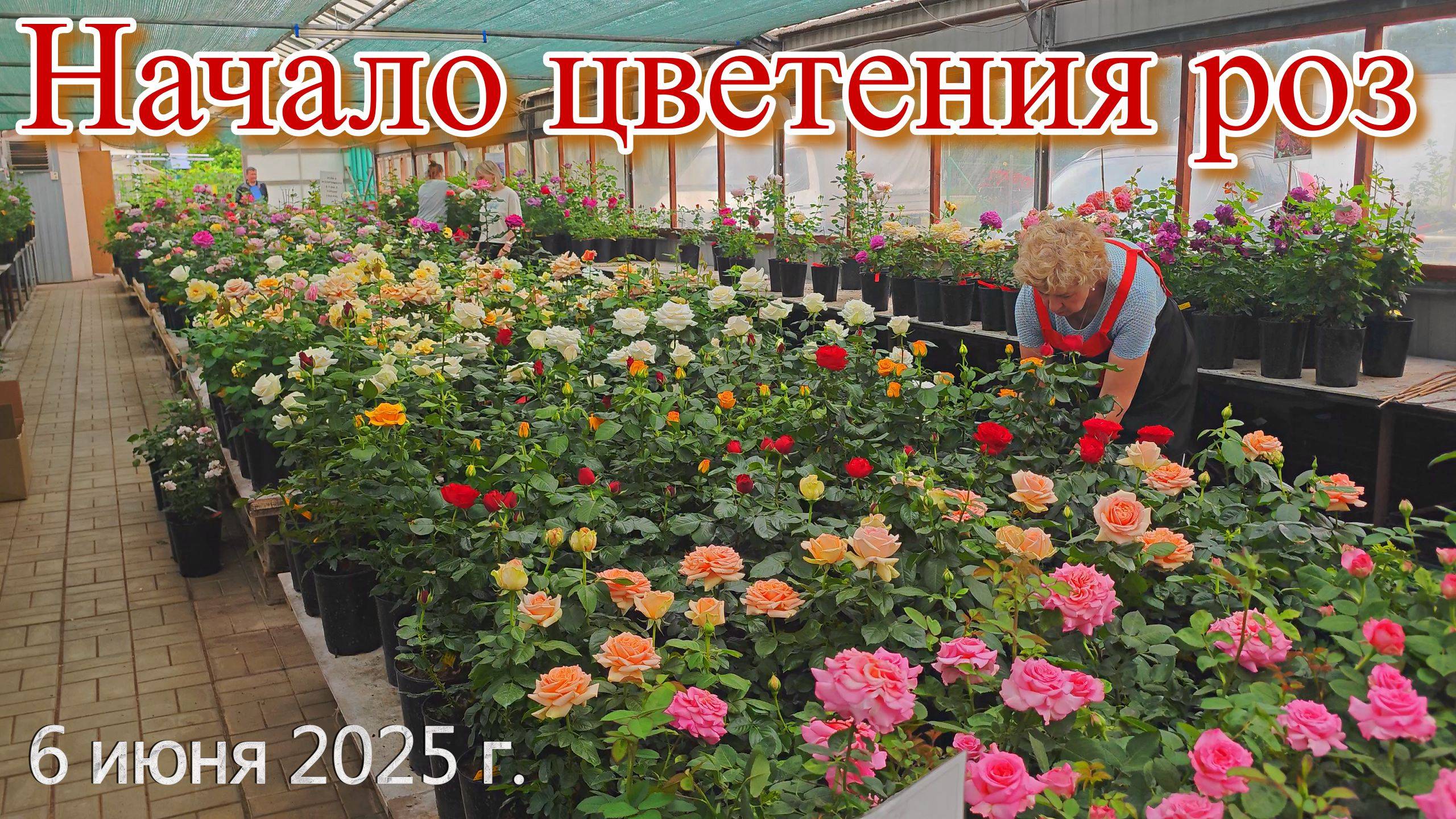 Начало цветения роз. 6 июня 2025 г.