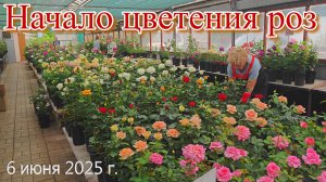 Начало цветения роз. 6 июня 2025 г.