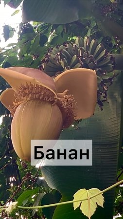 Банановая пальма: тропический рай у вас дома! 🍌🌴