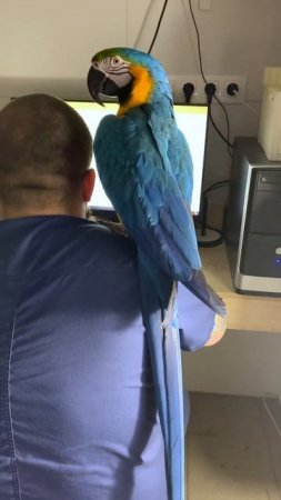 Попугай ара на приеме врача