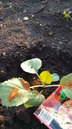 От вредителей капусту посыпаю в 5 утра.