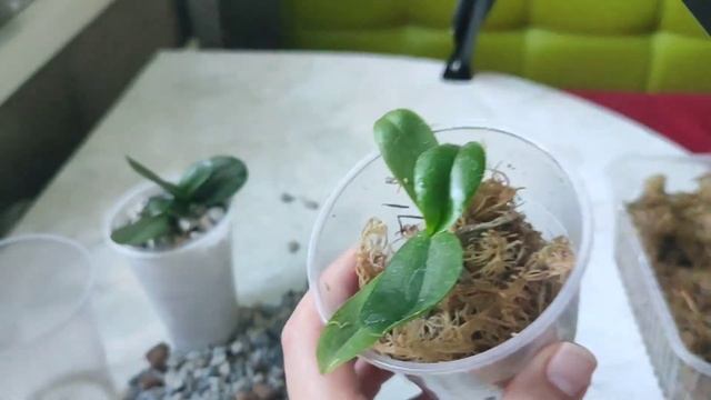 Пересадка маленьких орхидей из вулканического цеолит смотреть онлайн