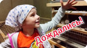 Дождались! Наши куры самые умные в мире! 😂 Открывают клетку. Первое яйцо перепела.