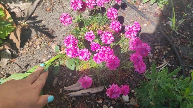 Когда нужно пересаживать Армерию? смотреть онлайн