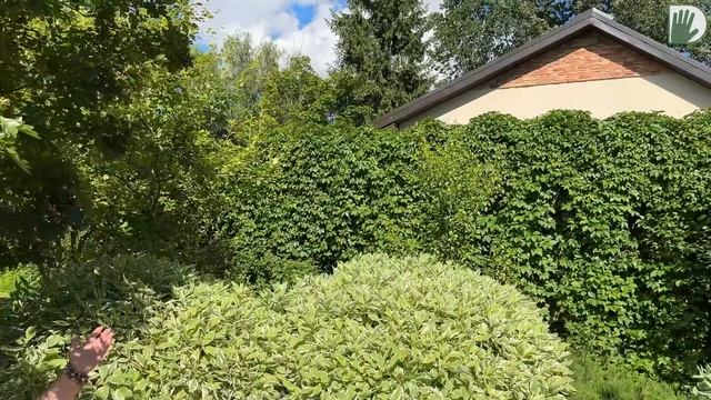 Видео журнал "СОФ №147" - САД В ОТЛИЧНОЙ ФОРМЕ. Изменения смотреть онлайн