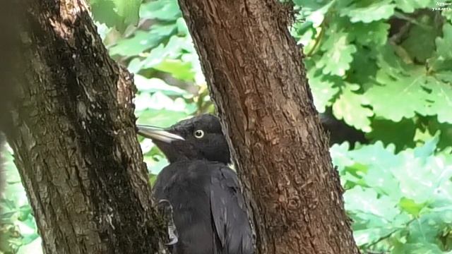 Чёрный дятел желна суетится и орёт (голоса птиц) || The blac смотреть онлайн
