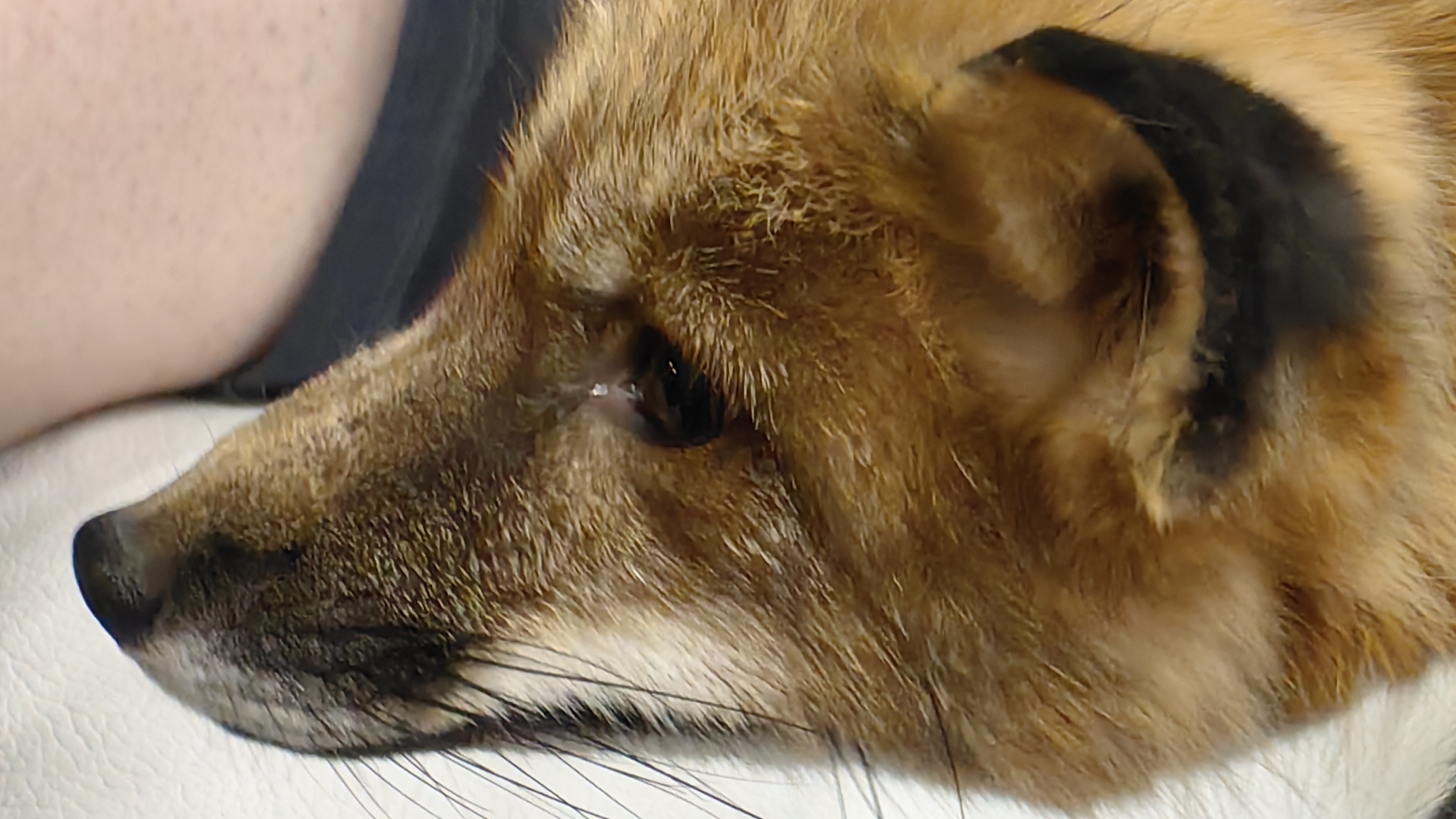 Лисята часть 1