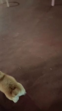 Ласковый щенок золотистого корги  по имени Руби