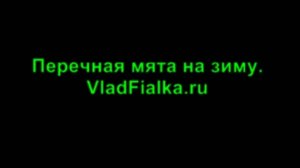 Мята перечная. На зиму
