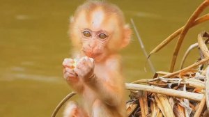 Обезьянку сиротушку нашли голодную одну  Постанывает кушатьЧасто подкармливают Домой не берут Добрая