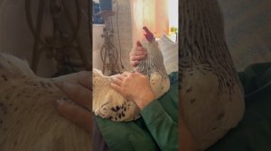 Этот петух НЕ хочет в суп! Его реакция – огонь! 🔥🐓