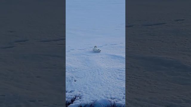 Арктический песец
