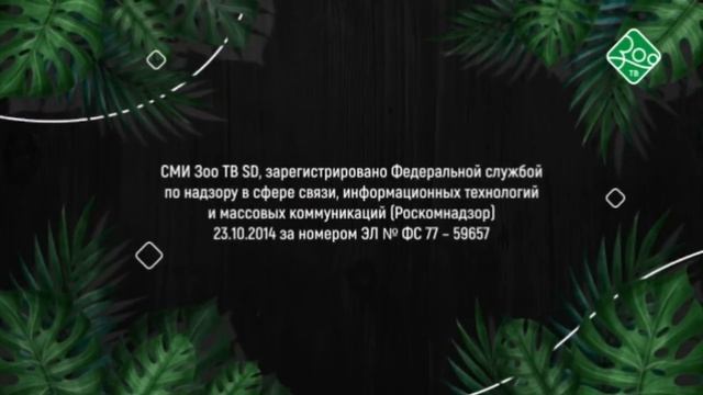 СОР и заставка (Metro Bovine Mayer) (Зоо ТВ, 08.02.2025) смотреть онлайн