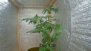 Таймлапс роста Томата ч.7