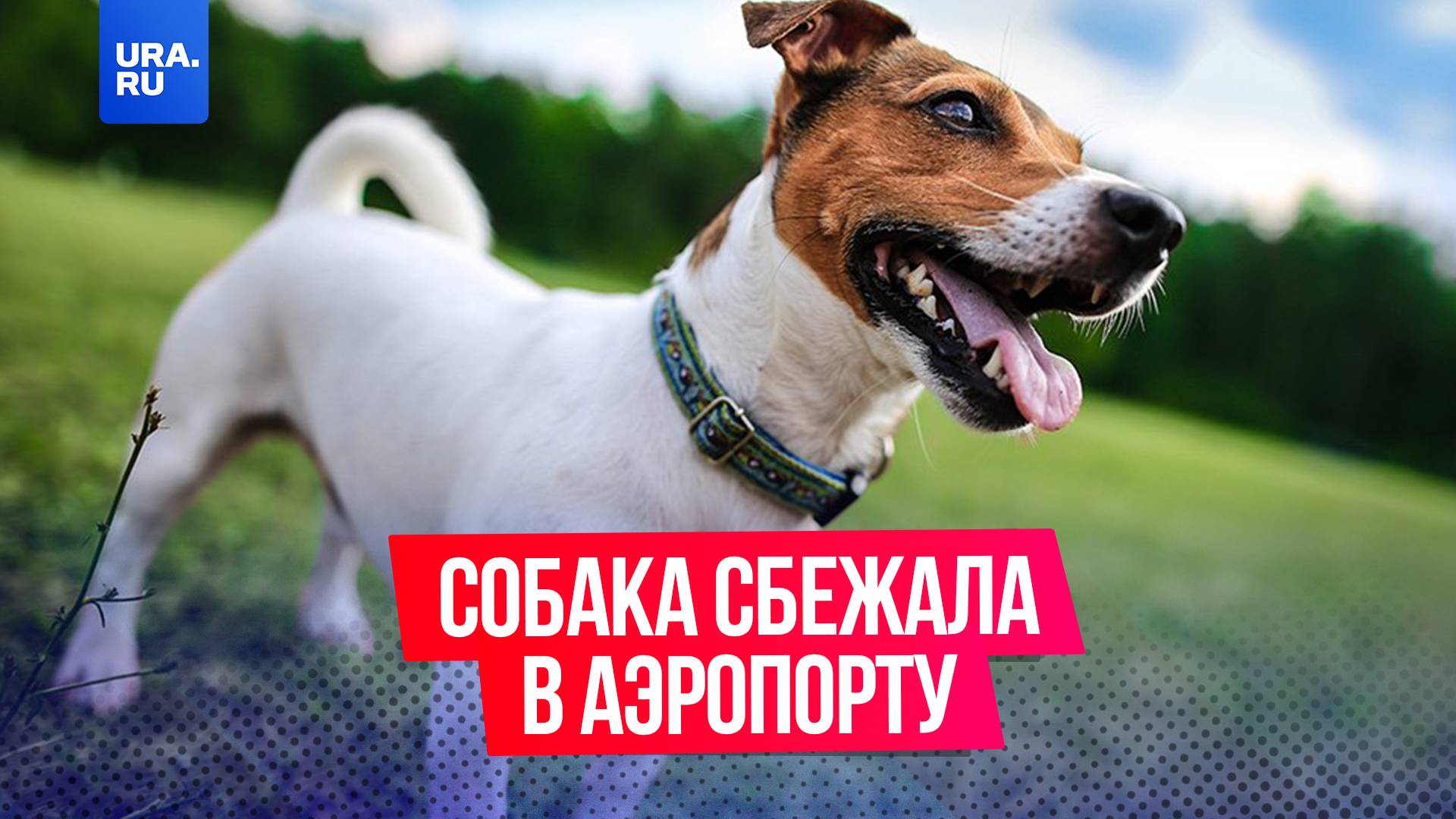 Собаку, сбежавшую с багажа самолета, уже несколько дней ищут в аэропорту Санкт-Петербурга