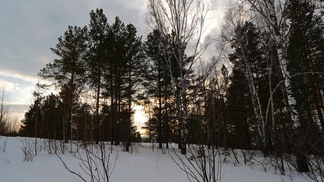 Весенний лес на закате. Закатное солнце слепит в глаза. Умиротворение природы.
