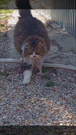 БОЕВОЙ КОТ
