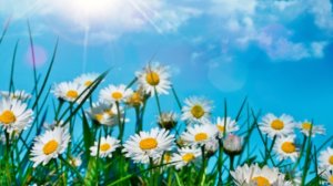 СП А Лето цвета... Отчёт 1 с Людмилой Красноперовой