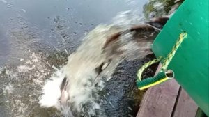 Зарыбление Спорт-зоны сомом. Клёвое место Лосиный остров.