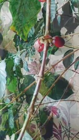 Виктория Мищанинец. Видео на конкурс "Первый овощ на грядке"