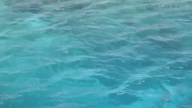 Красное море Самое живое и чистое море планеты Земля  Интересные факты про Красное море