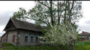 Шум Берёз .Снято в Колосовке Омской области 2025 год