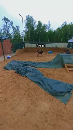 Спасение от жары! ❥ Приют в Малинках