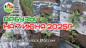 Арбузы на 7 июня 2025г в средней полосе России