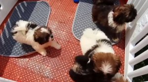 Болоночки щенки 2 мес