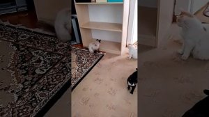 Ловим ящериц и прячем за шкаф.  Увлекательнейшее занятие! Все довольны. 
Но ящерку жалко....