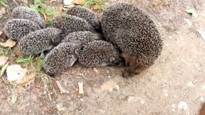 Семья ежей пришла к нам в гости на усадьбу.