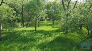 Гуляющий ветер.