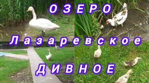 ОЗЕРО ДИВНОЕ. РЫБАЦКИЙ ПОСЁЛОК. ВКУСНО ПООБЕДАЛИ ДЕШЕВЛЕ 500РУБ