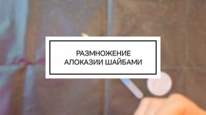 Размножение алоказии кукулата шайбами