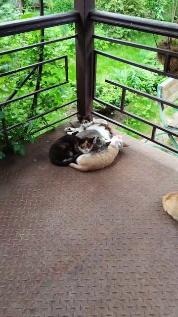 Котики уличные дикие