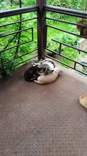Котики уличные дикие
