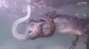 Борьба двух самых ужасающих речных хищников - крокодила и анаконды