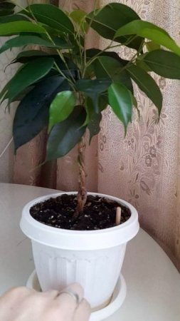 Фикус сплетен из 3х растений