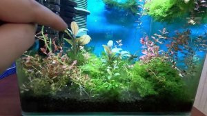 Креветки вишни и кристаллы живут вместе. Обзор креветок