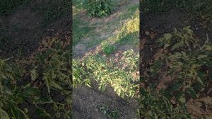 Затеняющая сетка