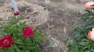 Для друзей канала Живая Почва