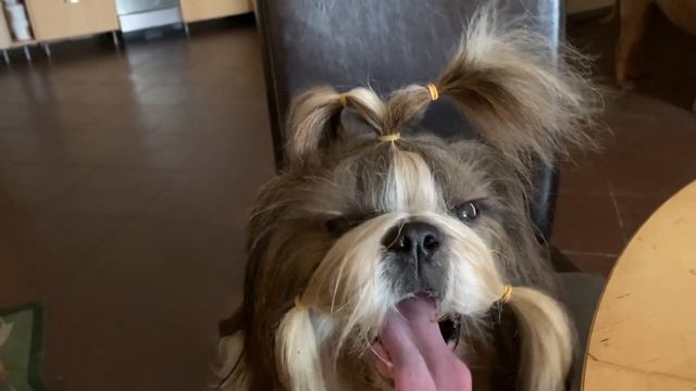 Степашка говорит всем ПРИВЕТ смотреть онлайн