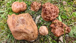 Сувель и кап без коры, различия