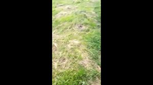 Небольшой обзор  состояния сада и маточника подвоев.