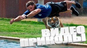 СМЕШНЫЕ ВИДЕОПРИКОЛЫ  Я РЖАЛ ДО СЛЕЗ Лучшие ПРИКОЛЫ ОТБОРНЫE ПРИКОЛЫ 2025  Смешные видео