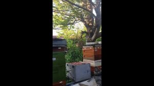 6.06.2025г. Сегодня на пасеке Подгорное. Объединяю и подсиливаю отводки.