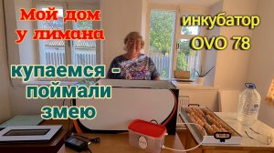 Усадьба у моря. Таня открывает купальный сезон. Поймали змею. Сетка. Инкубатор OVO 78.